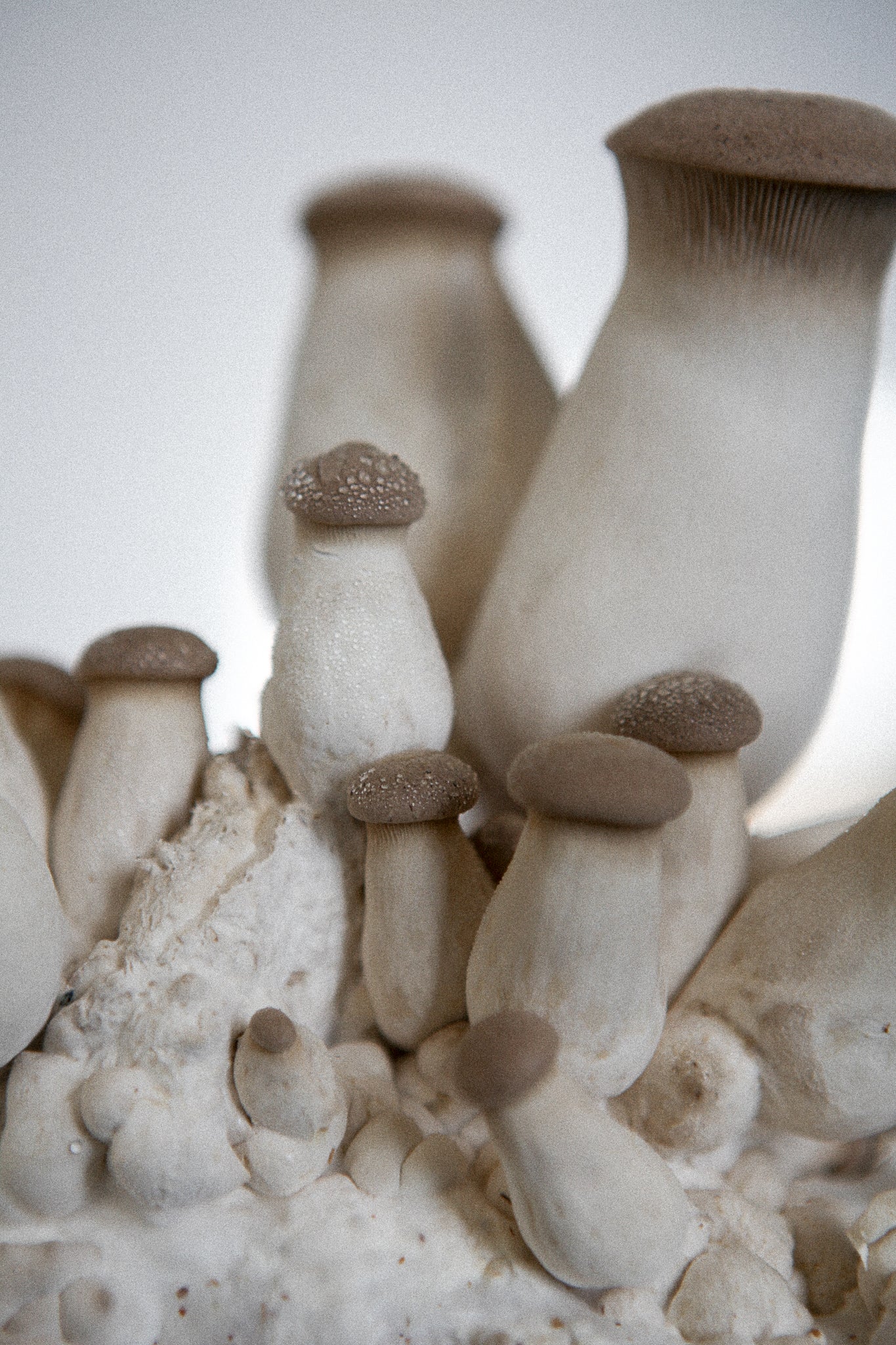 MÙSH DNA Mushroom Cacao 190 g