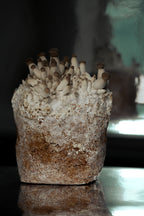 MÙSH DNA Mushroom Protein 200 g