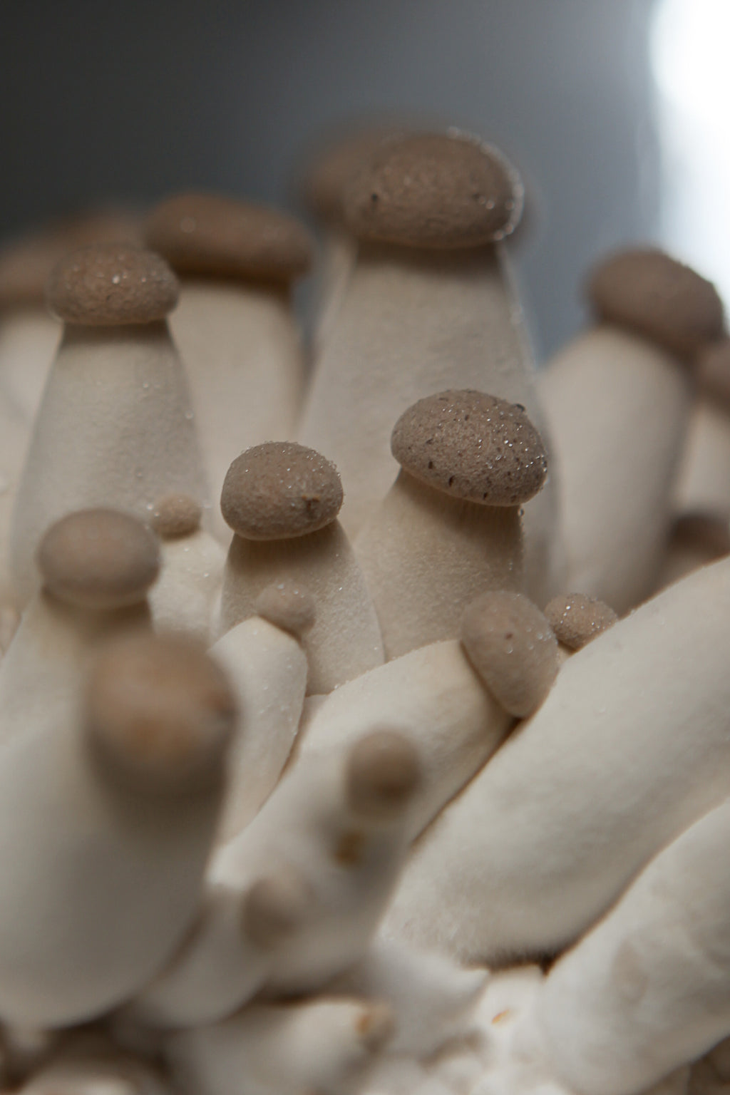 MÙSH DNA Mushroom Cacao 54 g