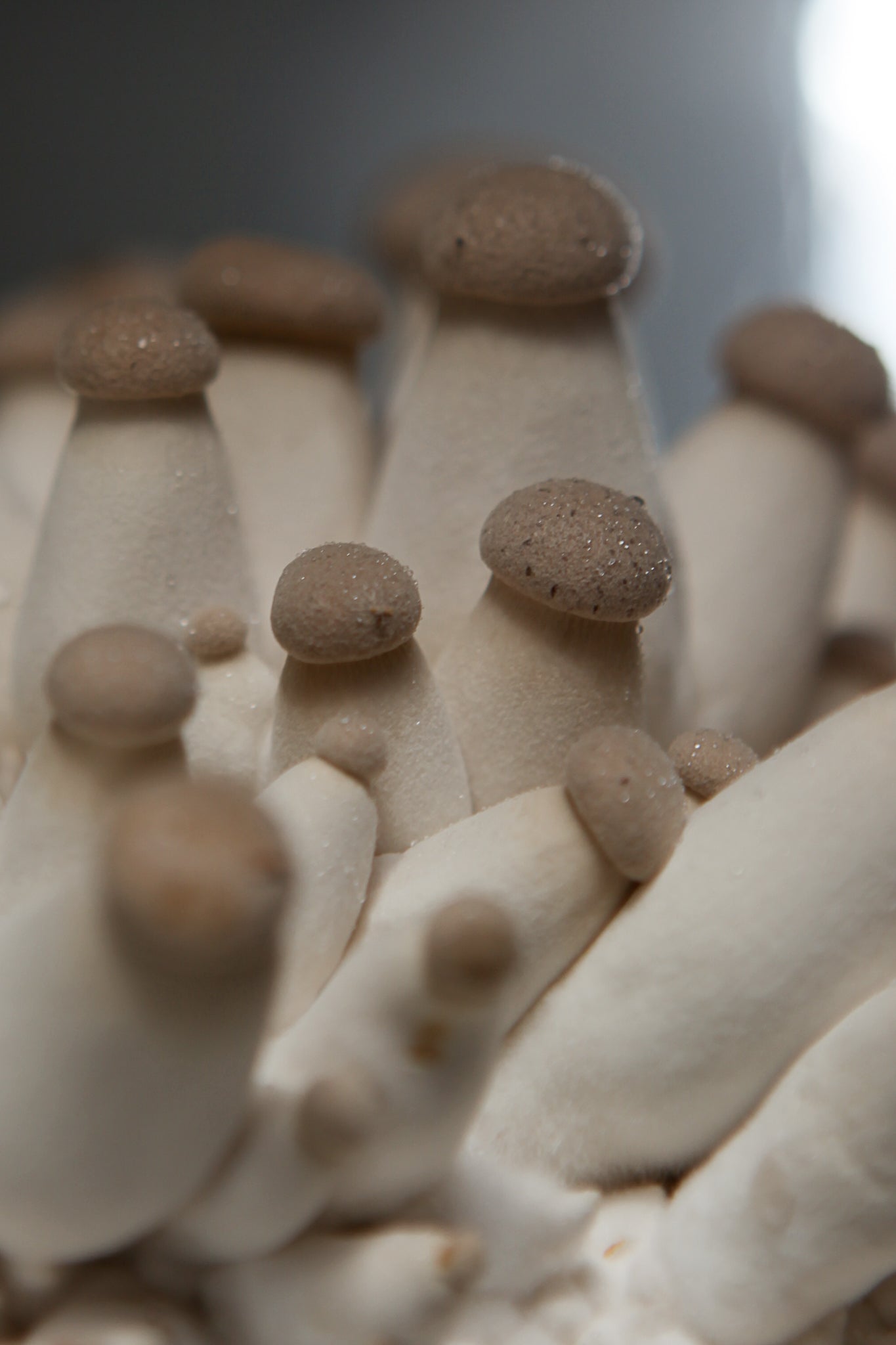 MÙSH DNA Mushroom Cacao 54 g